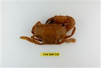 藏品(鈍齒短槳蟹)的圖片